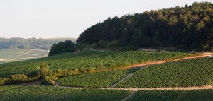 Domaine Billaud-Simon