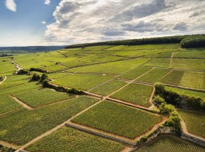 Domaine Taupenot-Merme